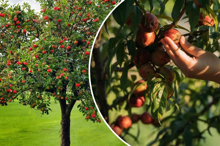 Pomii fructiferi pe care să-i plantezi în grădină. Sunt cei mai rezistenți la frig și boli. Dau roade bogate