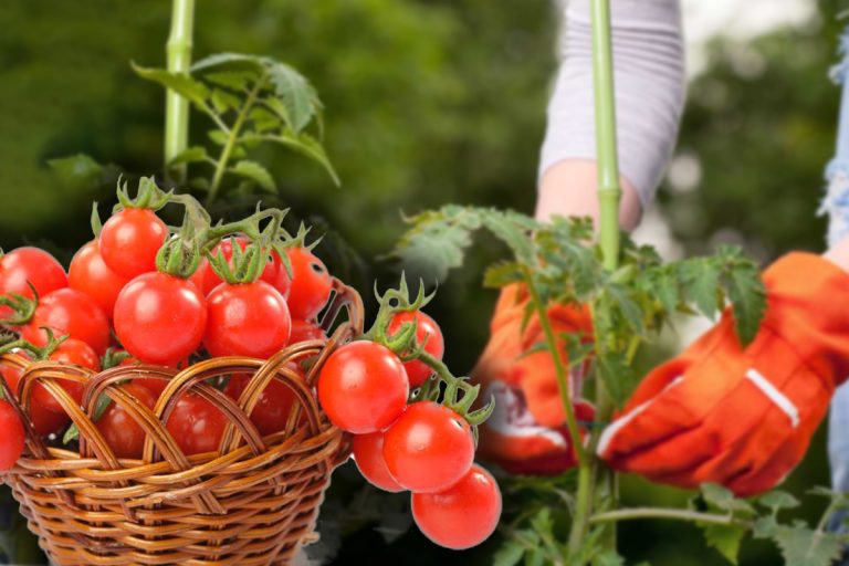 De ce recolta de roșii e slabă. Ce trebuie să faci pentru ca situația să nu se repete la anul