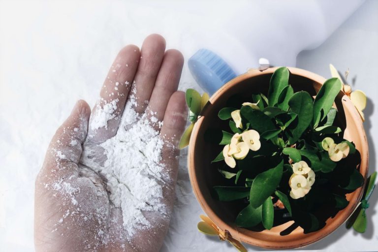 De ce să presari făină la radăcina plantelor. Efectul este spectaculos, toți vecinii vor dori să știe secretul tău