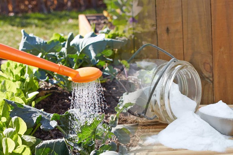 De ce să pui bicarbonat de sodiu în apa cu care stropești legumele din grădină. Trucul face senzație, efectele te vor surprinde total