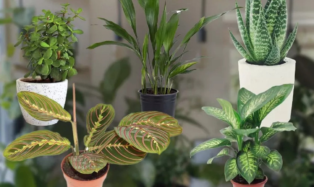 De ce sa pui coji de ceapa pe plante. Sfatul de aur al gradinarilor profesionisti, vei iubi acest secret