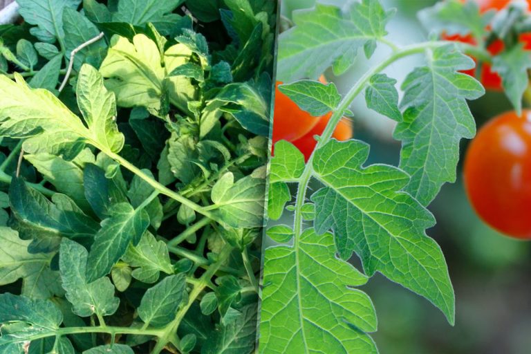 De ce se îngălbenesc frunzele la roșii, de fapt. Tratamentul care le poate salva de la prima stropire