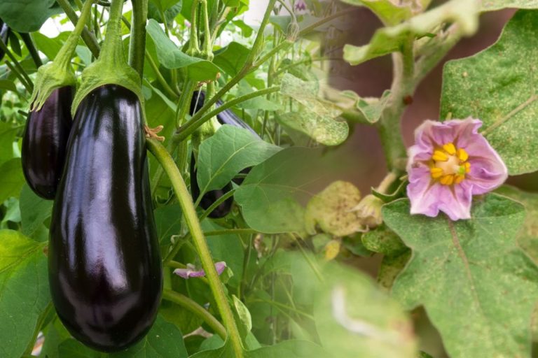 De ce se usucă frunzele de vinete, de fapt. Cu ce trebuie să le stropești. Trucul pentru o recoltă bogată