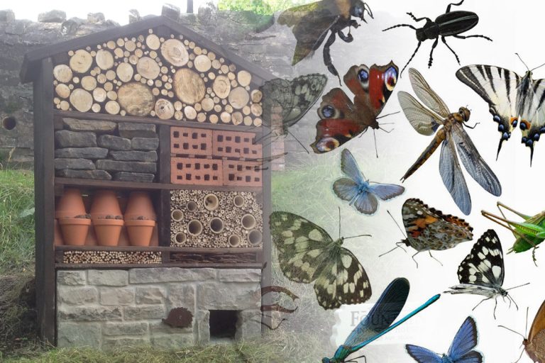 Hotelul pentru insecte, noua modă din grădinile românilor. Cum se face și ce beneficii are în agricultură