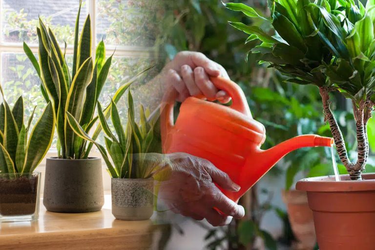 Cu ce trebuie să combini apa de la robinet, înainte de a uda plantele din ghivece. Te vei bucura de niște flori superbe