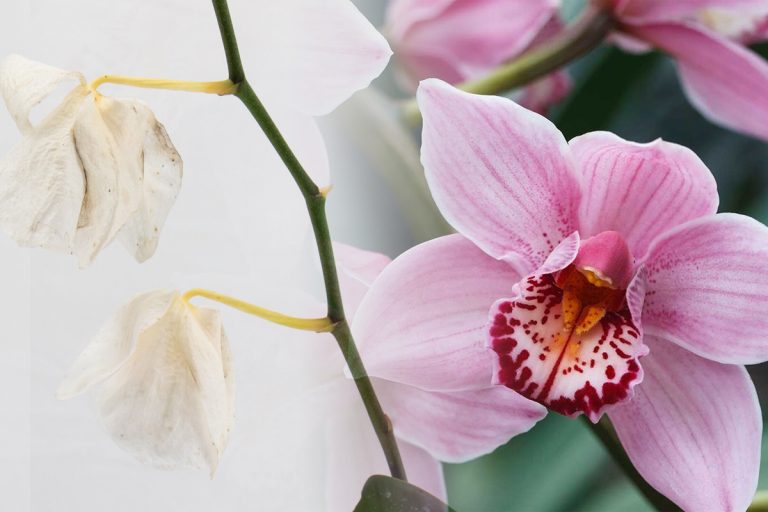 Ingredientul secret care salvează orhideea ofilită. Așa va înflori mereu. Trucul e folosit de grădinari de ani buni