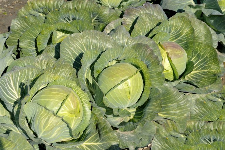 La ce distanță se plantează varza de toamnă în grădină. Așa vei avea o recoltă bogată