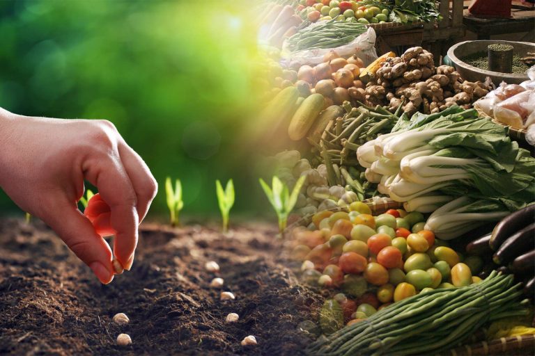 Legume care se seamănă în august și septembrie. Lista secretă a experților de culturi care vor rodi peste iarnă