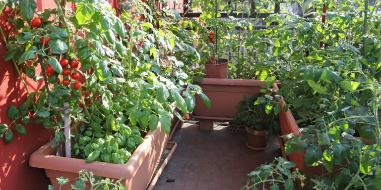 Ce să nu plantezi niciodată lângă roșiile din grădină. Greșeala care compromite recolta bogată