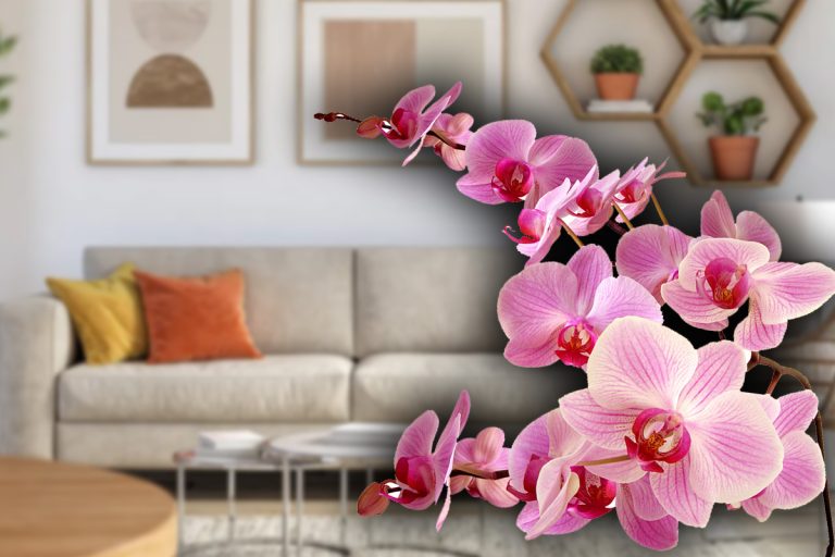 Singurul loc din casă în care trebuie să stea orhideea. Doar așa va avea cele mai frumoase flori tot anul