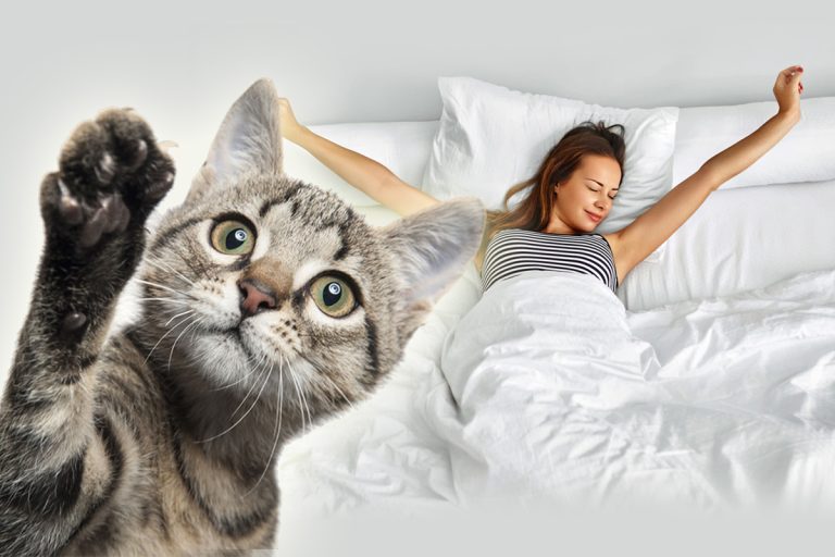 Ce înseamnă când pisica adoarme pe perna ta. 5 motive care te vor face să plângi