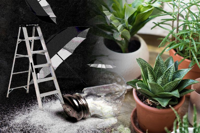 Plante pe care să nu le ții niciodată în casa ta. Atrag sărăcia și ghinionul