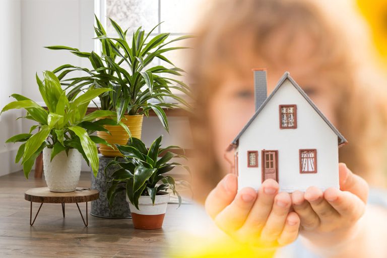 Plantele care îți aduc fericire și belșug în casă. Unde trebuie să le ții pentru noroc la bani