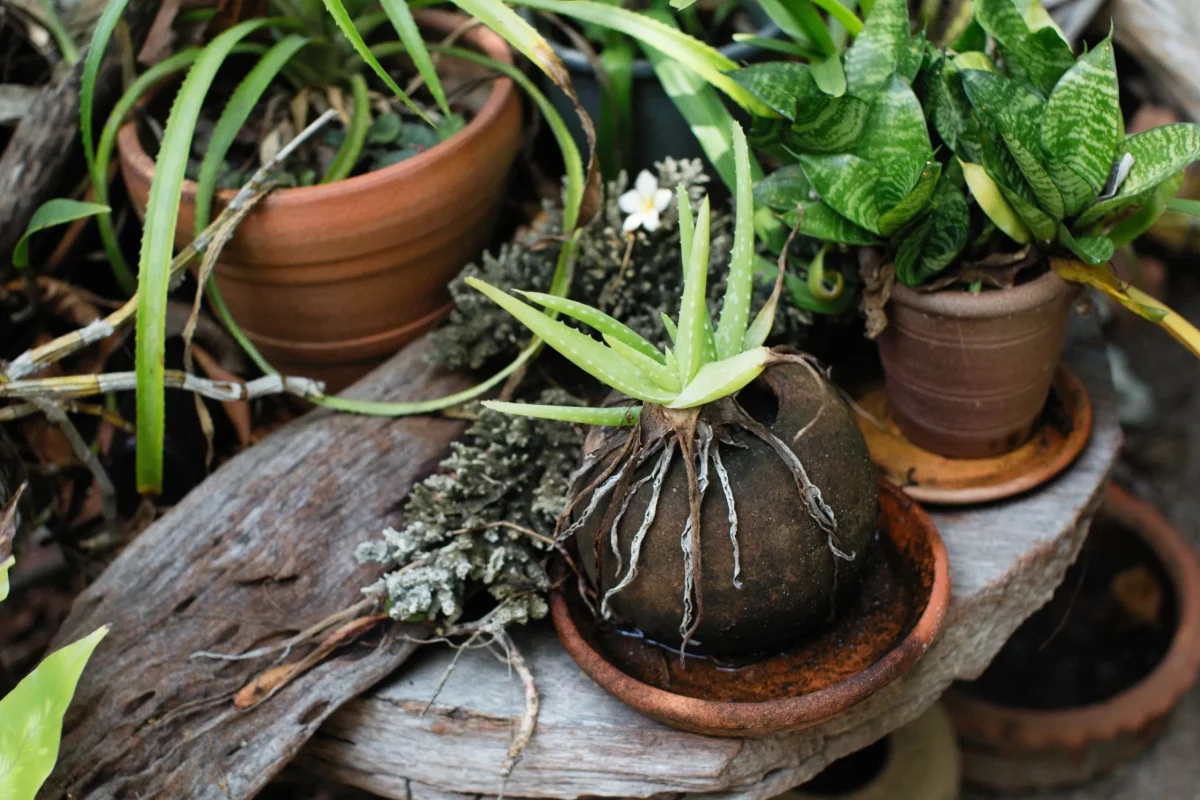 Remediu puternic pentru plantele ofilite