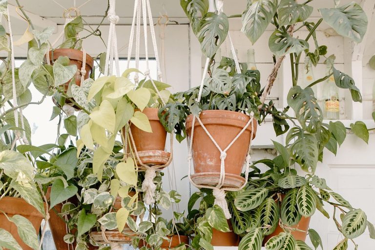 Singurul remediu care poate salva florile ofilite. Asta trebuie să pui în ghiveci, de fapt. Rețeta experților e minunată