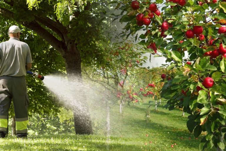 Stropește merii și perii din livadă cu aceste ingrediente. Singura soluție care garantează pomi sănătoși și roditori