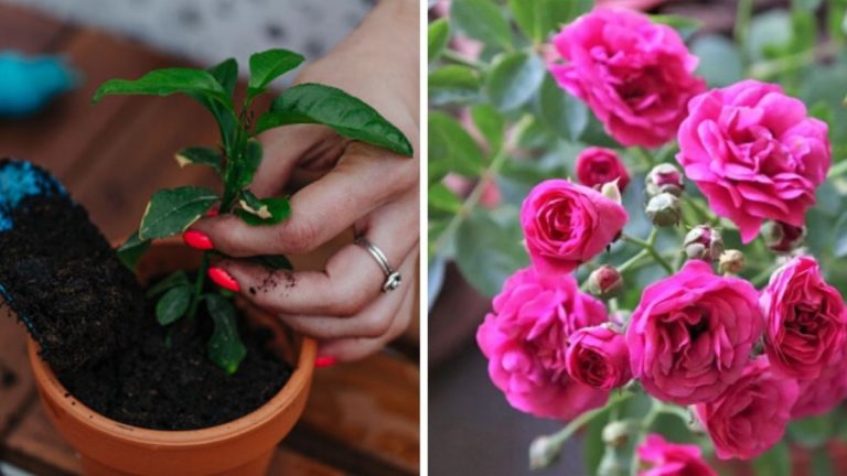 Amestecul puternic care face ca orice plantă să înflorească. Vei adora acest truc pentru cât de ușor este