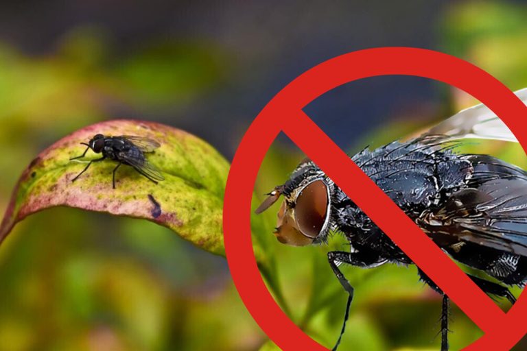 Trucul care te scapă de muște. Cum trebuie să procedezi, soluția genială cu efecte imediate