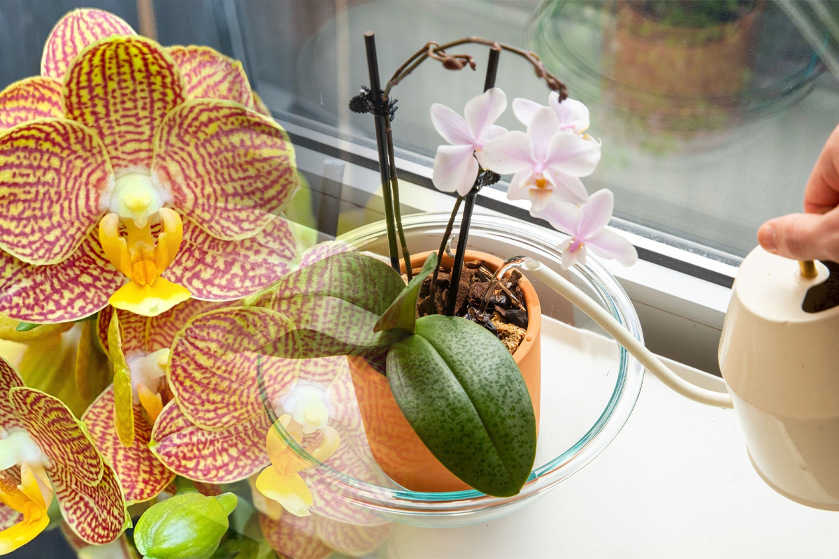 Uda orhideea cu acest amestec secret. O ajuta sa arate fantastic, niciun daunator nu se va atinge de floare