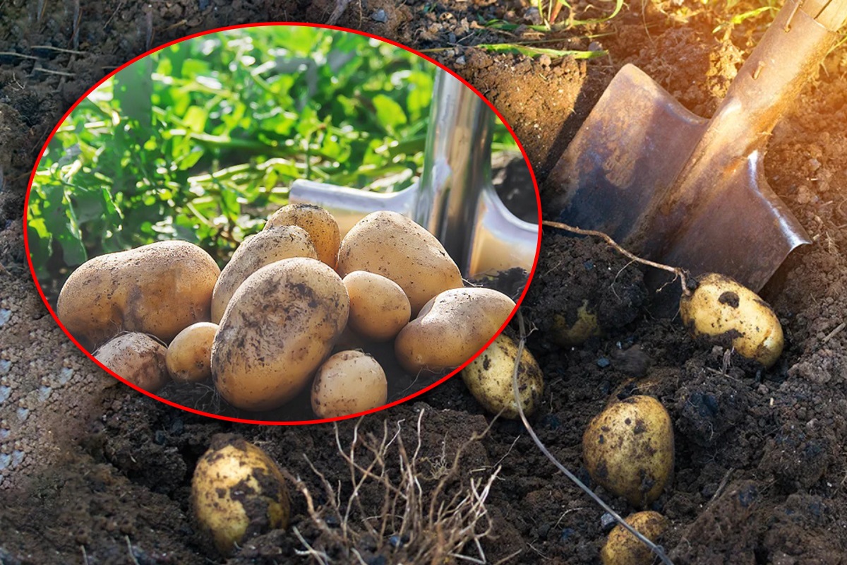 Cu ce se stropesc culturile de cartofi din grădină pentru a scăpa de gândaci