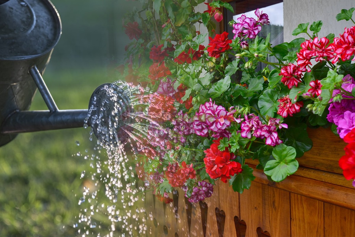 Cu ce să combini apa pentru udat mușcatele