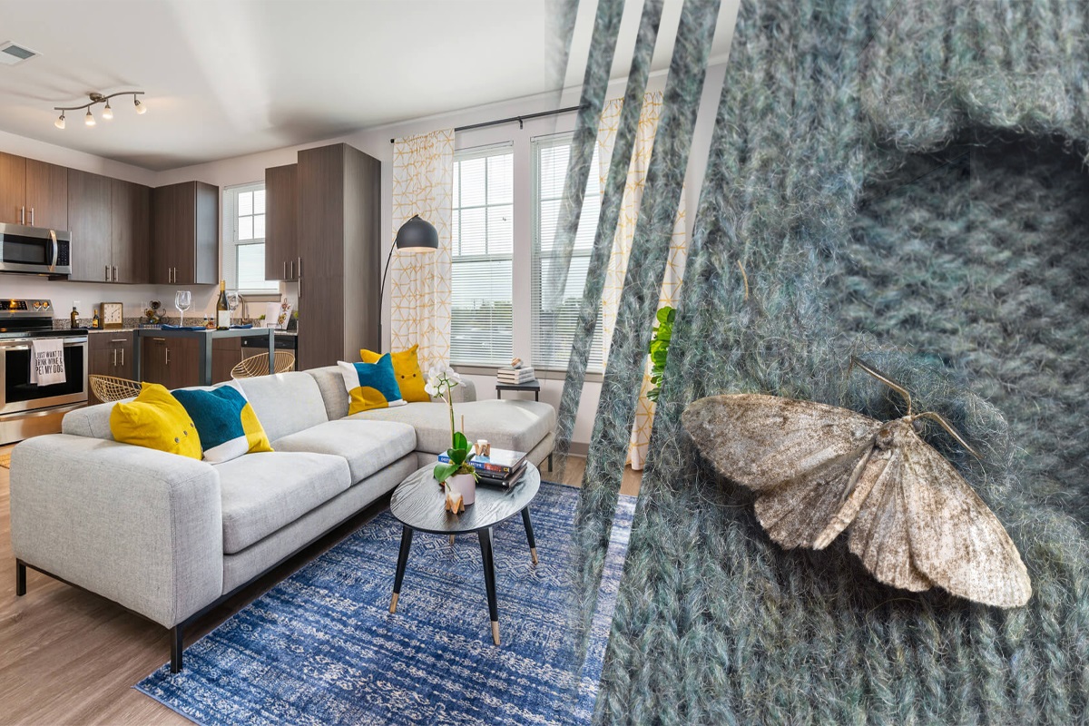 Ingredientul din bucătărie care te scapă definitiv de molii