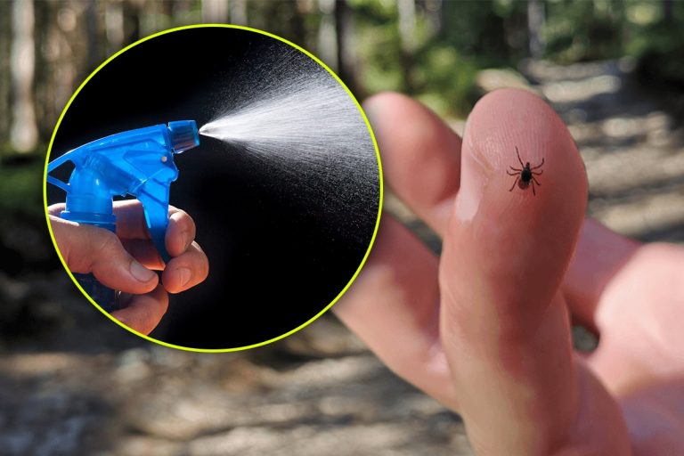 Amestecul extraordinar care ține țânțarii și căpușele la distanță. Aceste ingrediente banale te scapă de o mare problemă