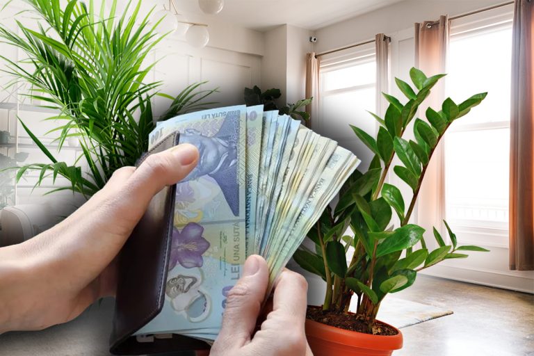 7 plante care atrag banii. Ce trebuie să ai neapărat în casa ta, aduc abundență și noroc