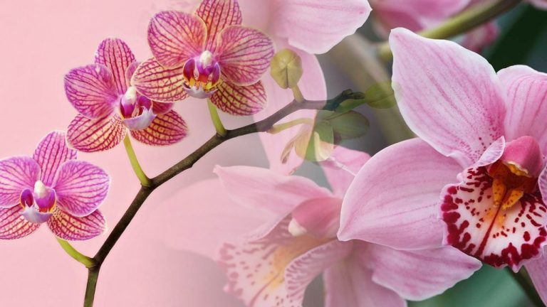 Asta trebuie să faci dacă orhideea nu vrea să înflorească. Reguli de aur pentru ghivece pline cu flori