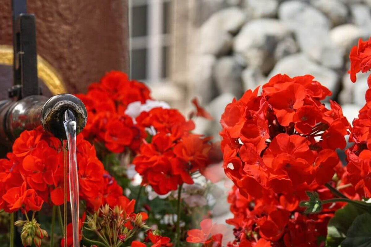 Amestecul cu care să stropești mușcatele