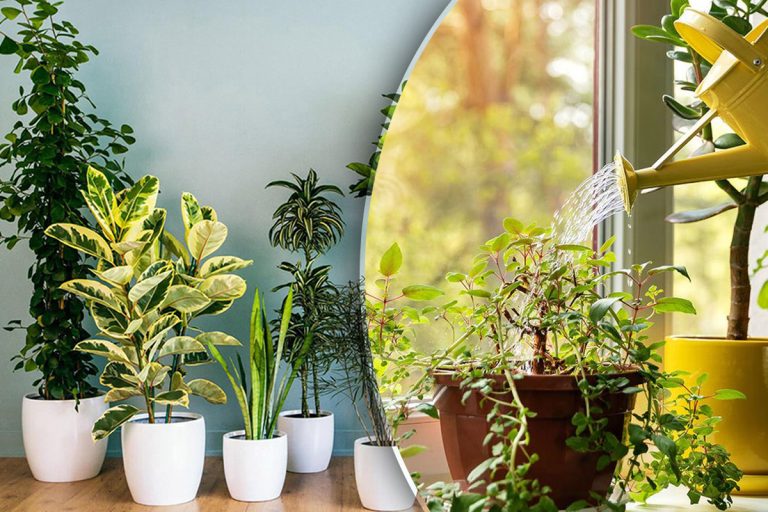 Amestecul puternic care îți face plantele să crească mai repede și să înflorească spectaculos. Cu ce trebuie să le stropești de fapt