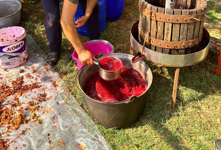 Când se culeg strugurii pentru vin, de fapt. Momentul potrivit pentru recoltare