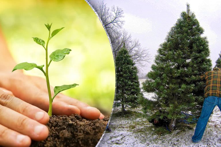 Când se plantează brazii în grădină. Ce e bine să faci în primele zile și care e locul ideal pentru plantare