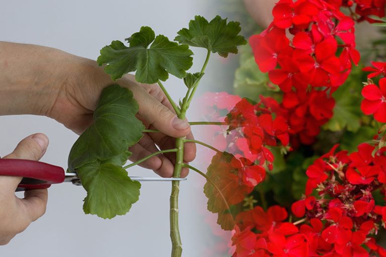 Când se tund mușcatele. Trucul pentru o înflorire bogată