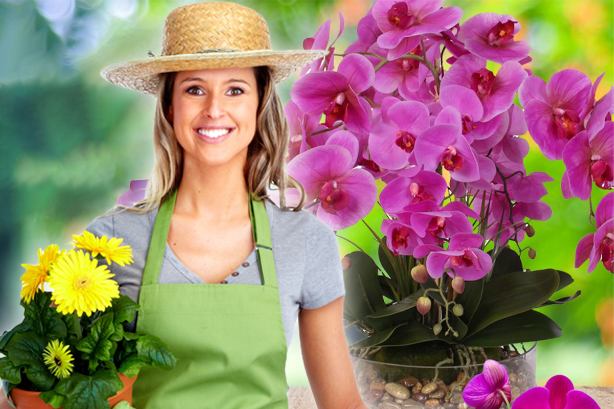 Când se tunde orhideea. Secretul pentru o înflorire bogată