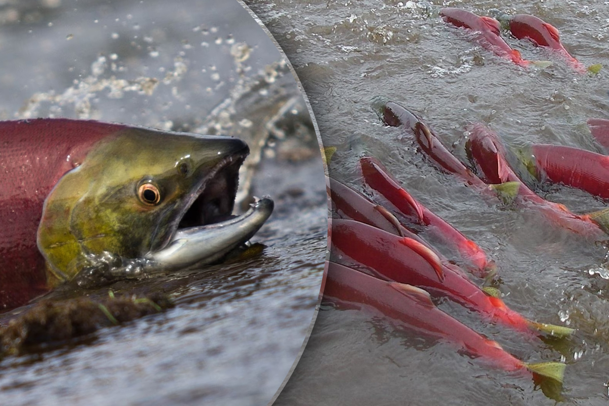 Care este pluralul cuvantului somon