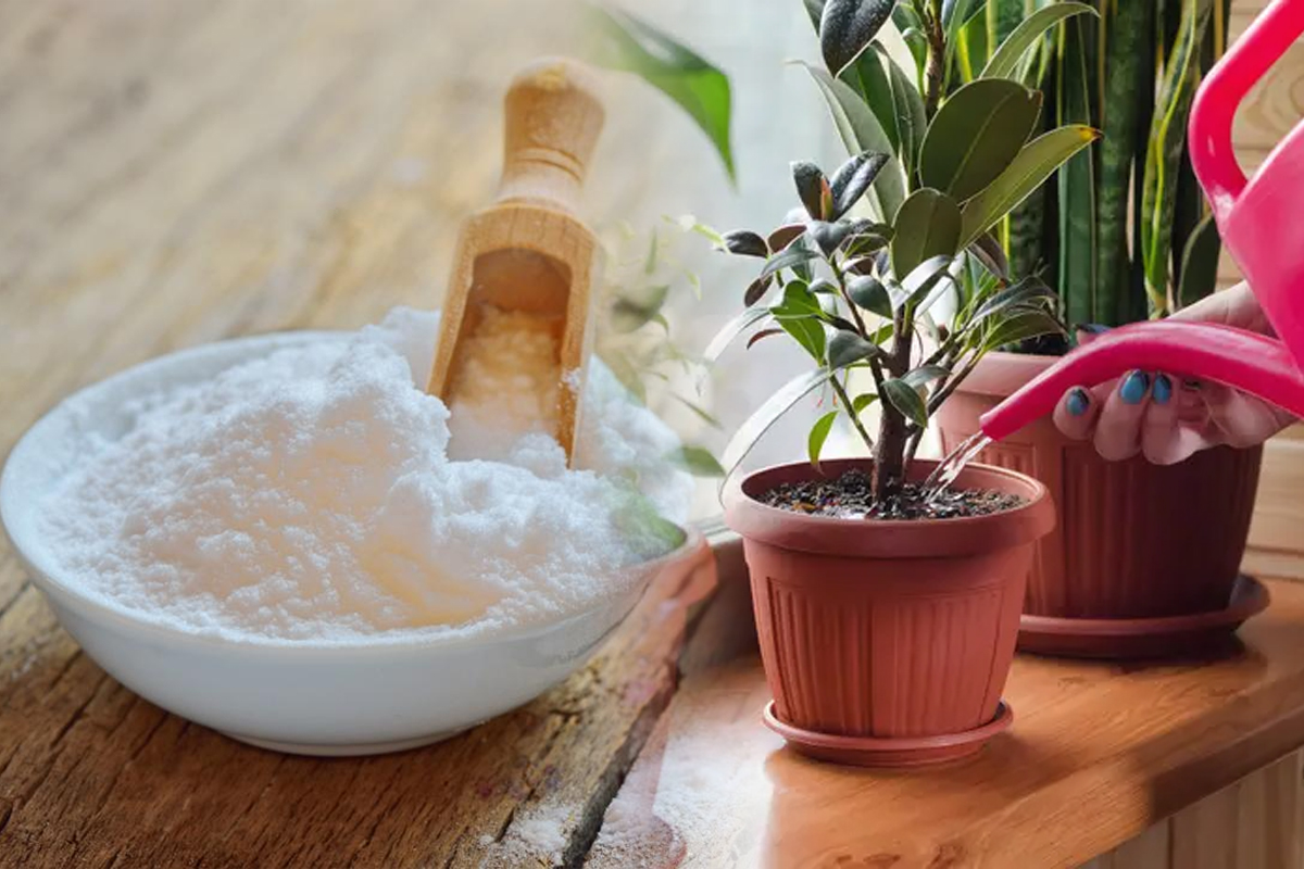 Cat bicarbonat de sodiu se pune, de fapt, in apa cu care uzi florile