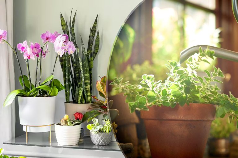 Cât de des se udă plantele de apartament, de fapt. Greșeala pe care toată lumea o face