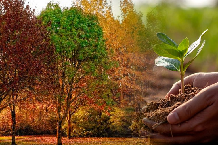 Ce copaci să nu plantezi în curte. Pot fi un adevărat pericol