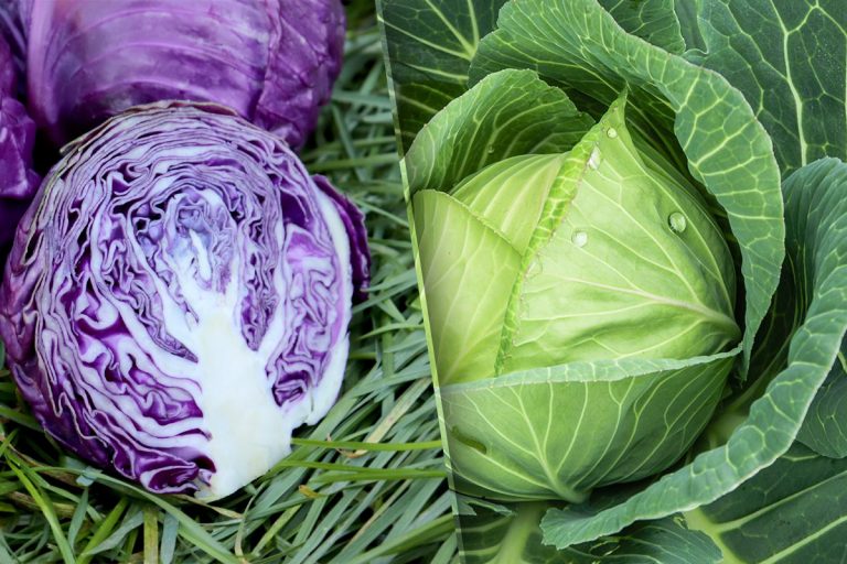 Ce diferențe sunt între varza albă și varza roșie. Detaliul important pe care trebuie să-l știi