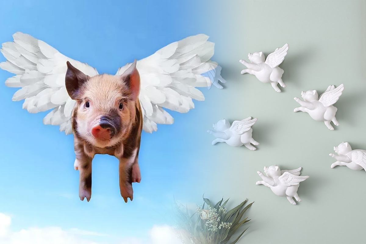 Ce inseamna, de fapt, expresia Cand o zbura porcul. Multi o folosesc fara sa stie sensul real
