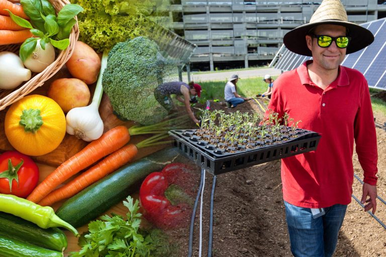 Ce legume se plantează toamna în solar. Secretul grădinarilor pentru recolte bogate, rezistă bine la frig