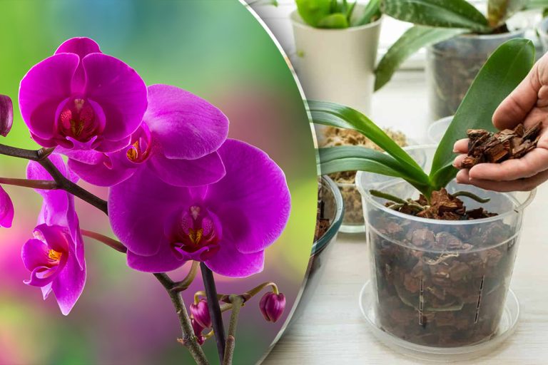 Ce pământ se pune la orhidee. Unde e bine să o așezi în casă, de fapt. Sfaturi esențiale pentru o înflorire spectaculoasă