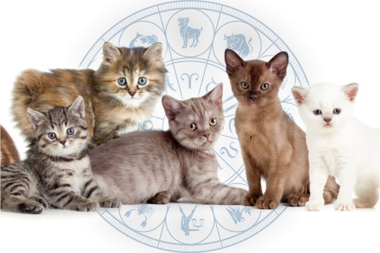 Ce pisică ți se potrivește în funcție de zodie. Cele mai compatibile rase de feline cu personalitatea ta