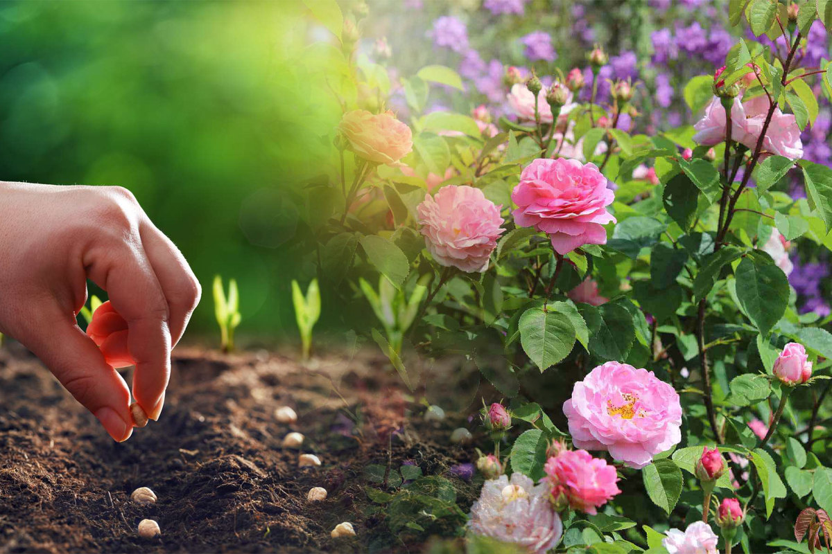 Ce să plantezi lângă trandafiri toamna