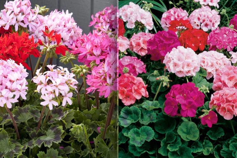 Ce să pui în pământul mușcatelor o dată pe lună. Secretul pentru flori superbe tot anul