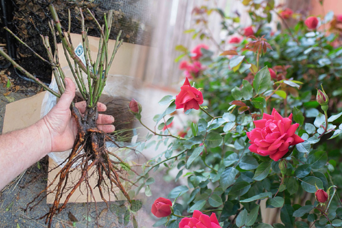 Ce sa pui la radacina trandafirilor ca sa infloreasca de mai multe ori pe an. Secretul pe care florile tale il vor adora