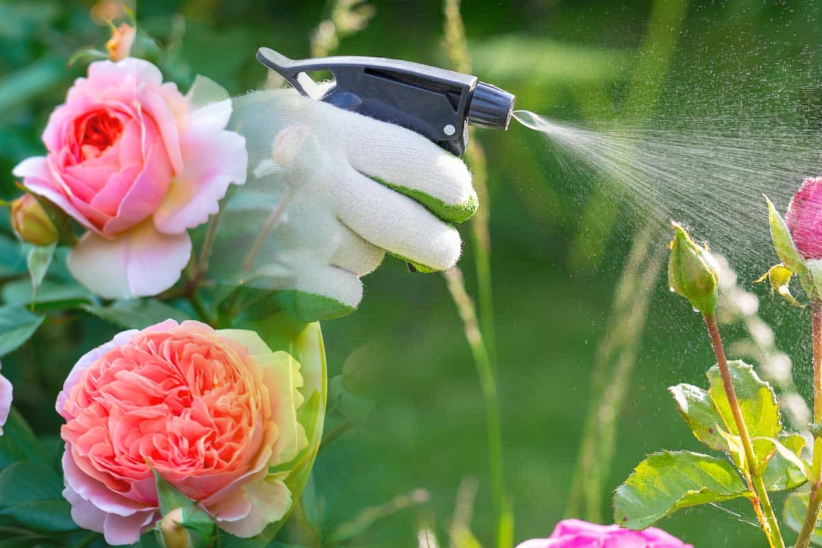 Ce sa pulverizezi toamna pe trandafirii din gradina