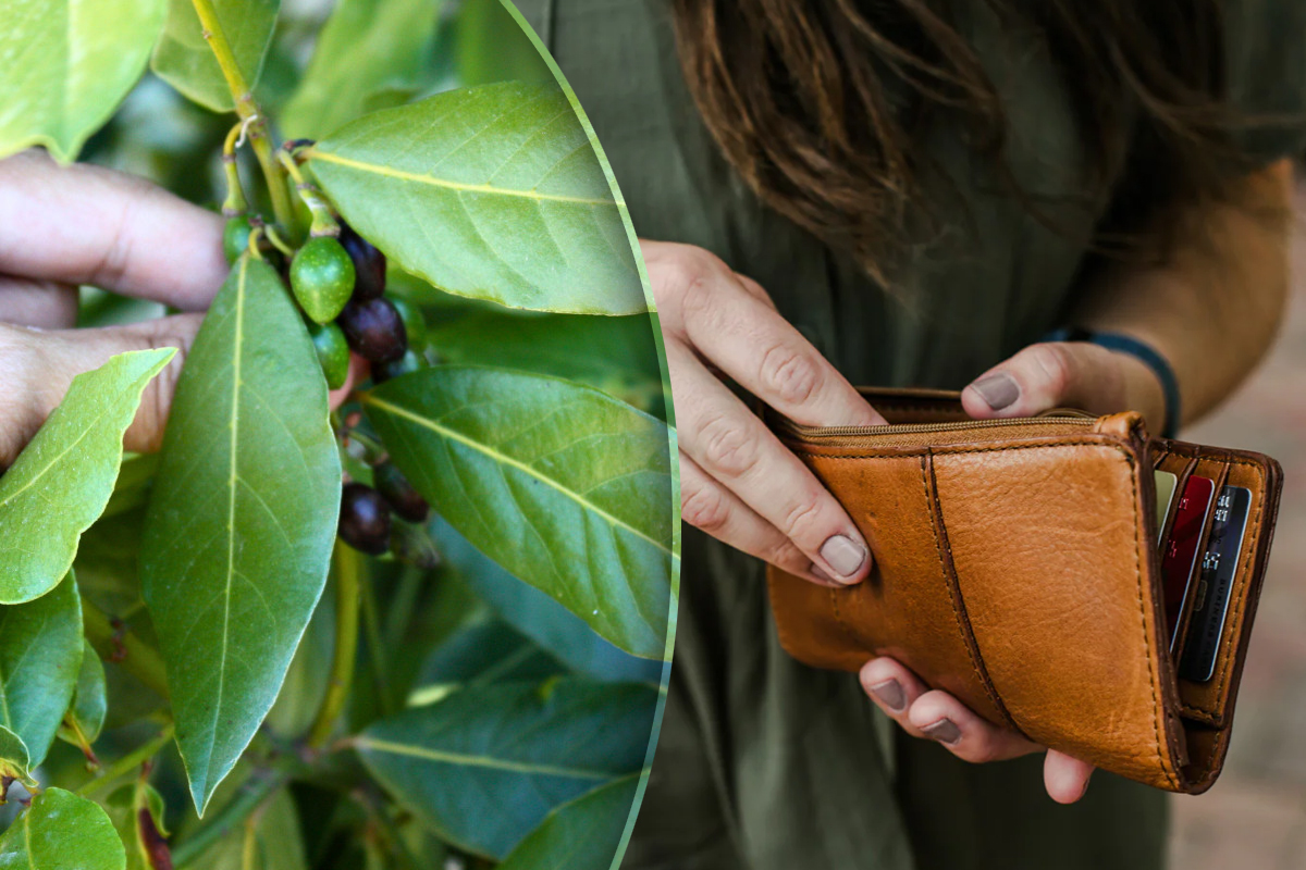 Ce să scrii pe frunza de dafin