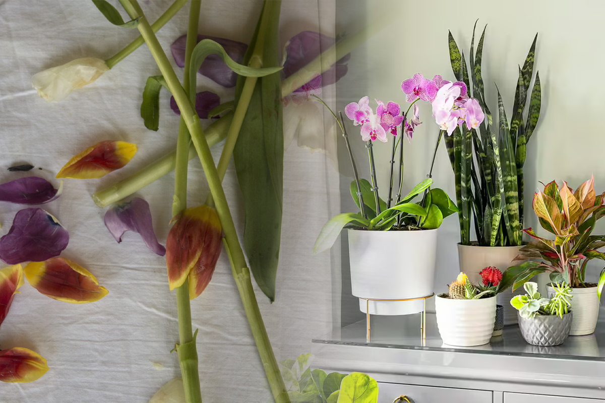 Cele 4 greseli care iti distrug plantele de apartament